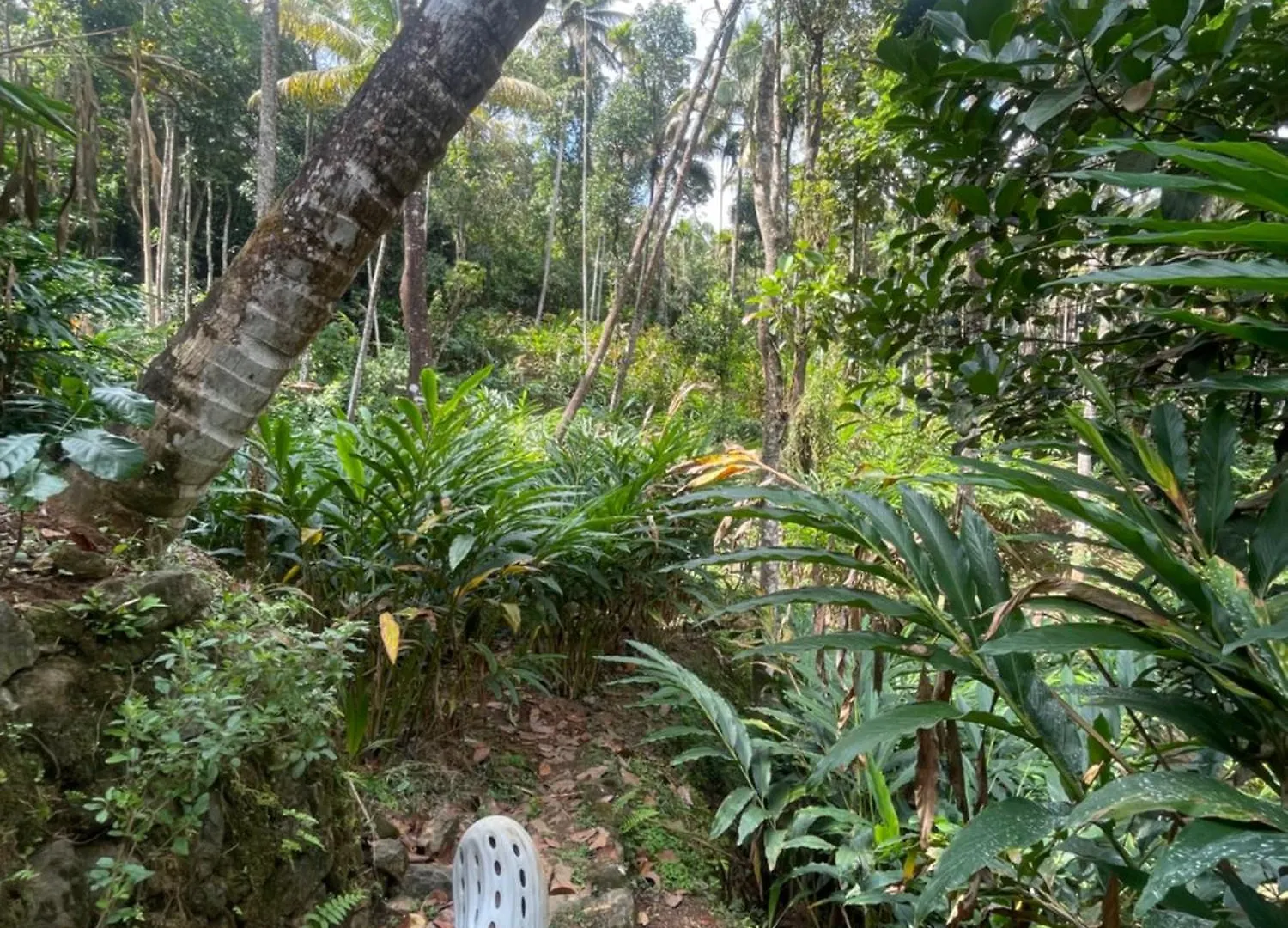 Anaviratty Green Moon Munnar Homestay