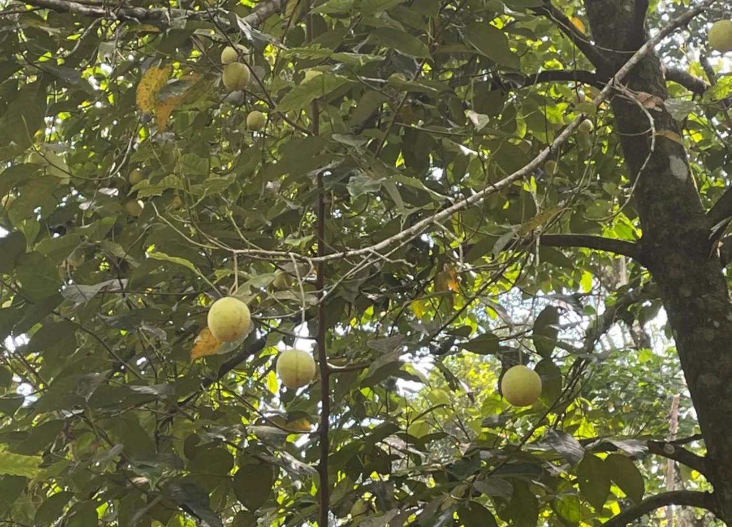 Anaviratty Green Moon Munnar Homestay 0*,