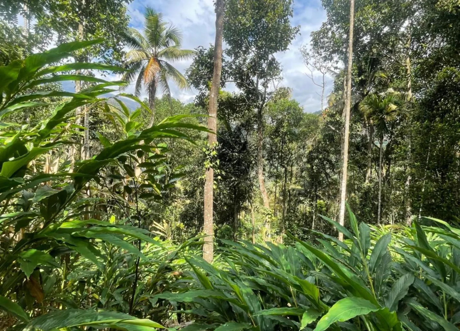 Anaviratty Green Moon Munnar Homestay הודו