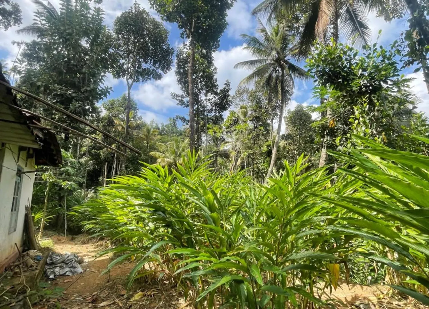 Green Moon Munnar Homestay Anaviratty