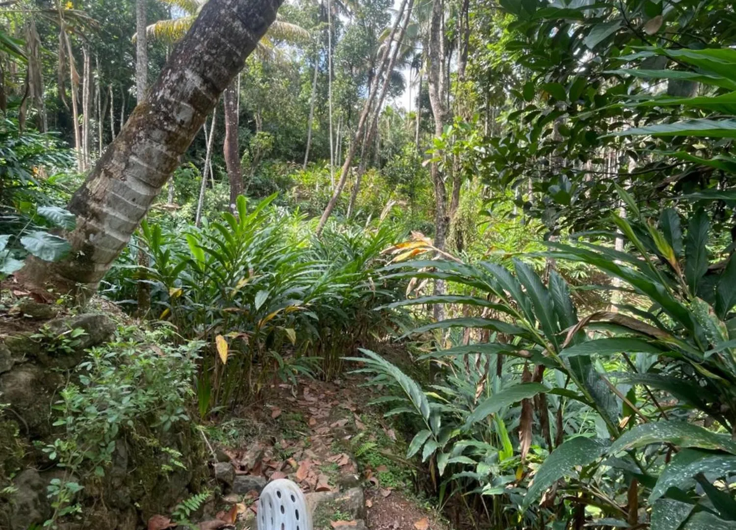 Green Moon Munnar Homestay Anaviratty 0*,  India
